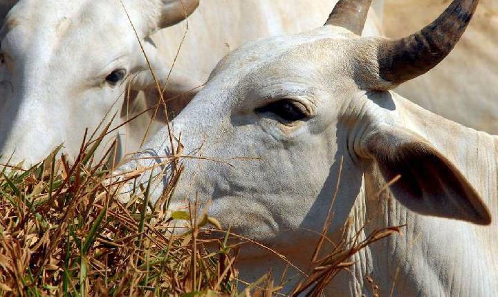 Vacinação contra febre aftosa já imunizou 166 milhões de animais